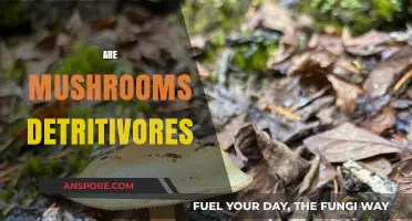 Mushrooms: Nature's Detritivores and Their Role