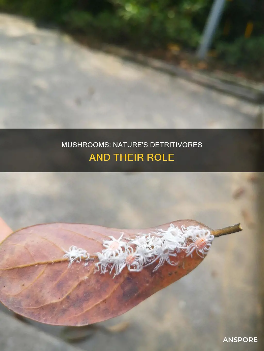 are mushrooms detritivores