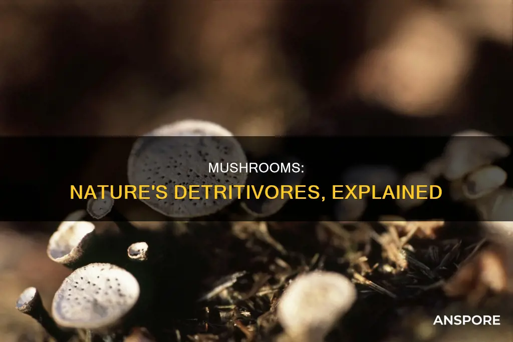 are mushrooms detritus