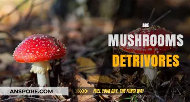 Mushrooms: Nature's Detritivores and Their Role