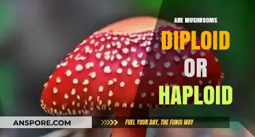 Mushrooms: Diploids and Haploids Explained