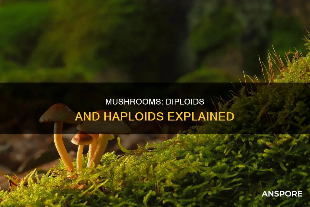 are mushrooms diploid or haploid