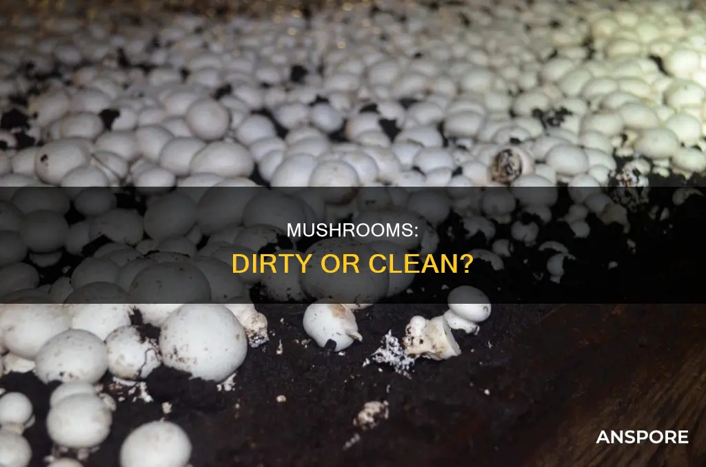 are mushrooms dirty