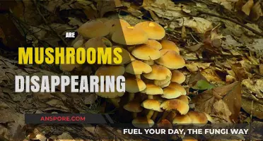 The Vanishing Mushrooms: An Ecological Mystery