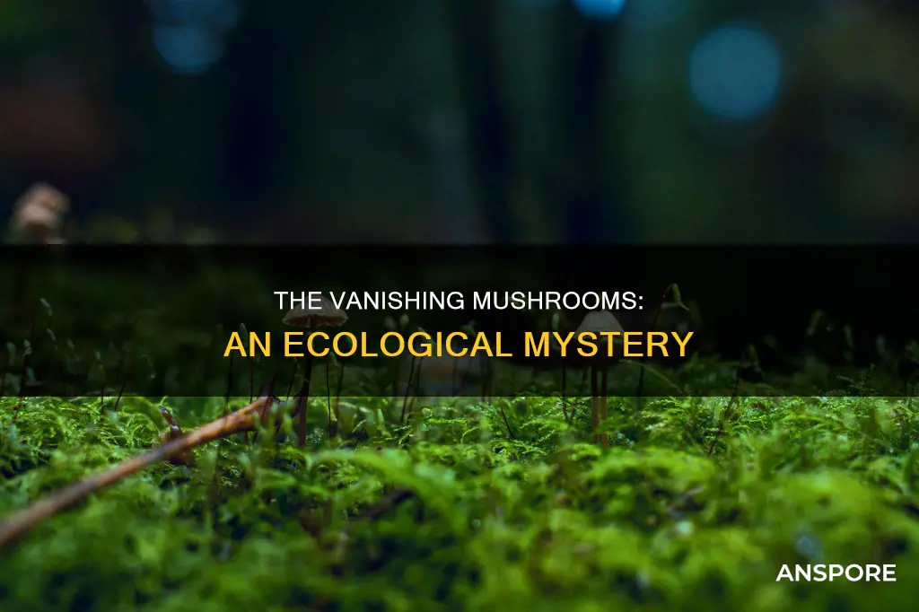 are mushrooms disappearing