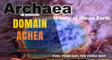 Mushroom Mystery: Domain of Achea