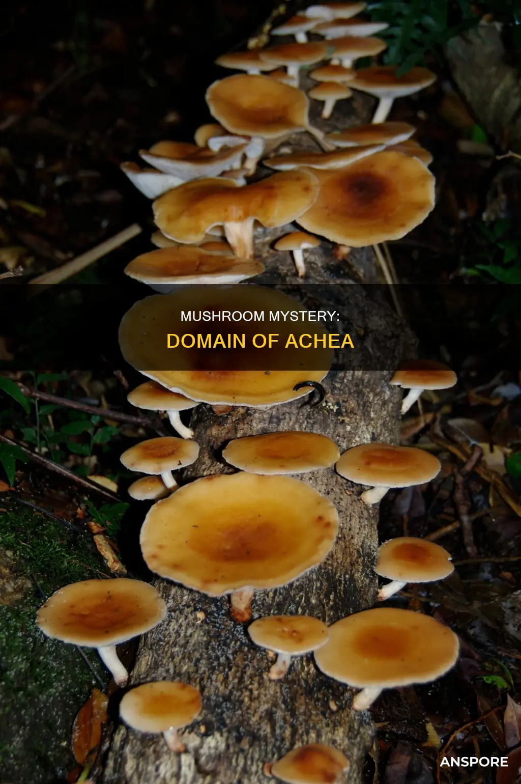 are mushrooms domain achea