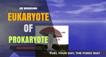 Mushrooms: Unveiling the Eukaryotic Mystery