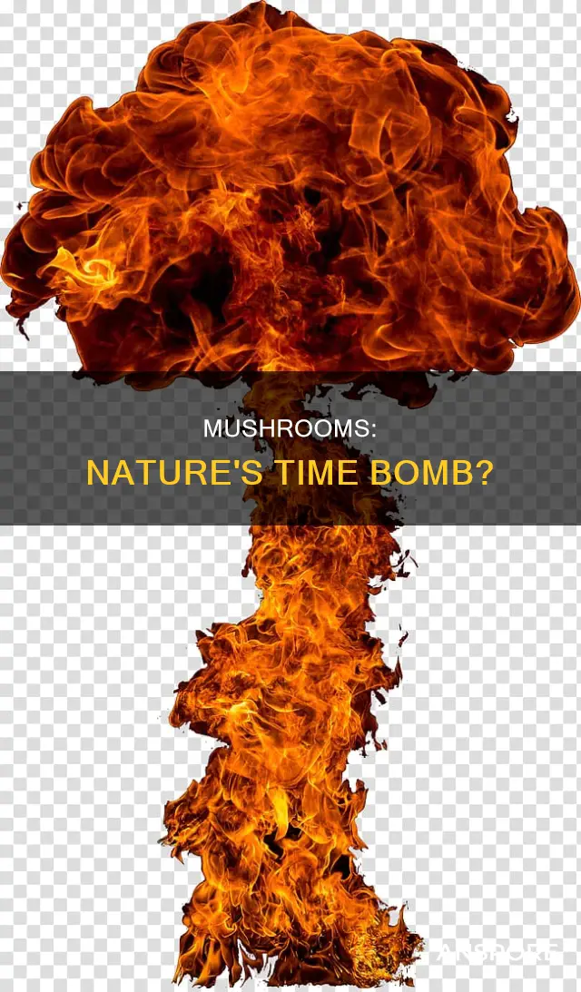 are mushrooms explosive