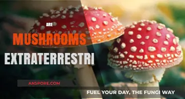 Mushrooms: Earthly or Alien Life Form?