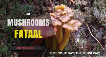 Mushrooms: Deadly or Delicious?
