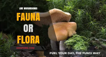 Mushrooms: Flora or Fauna?