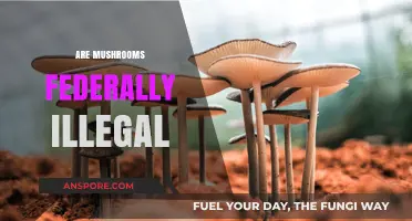 Mushroom Legality: Federal Law and Fungi