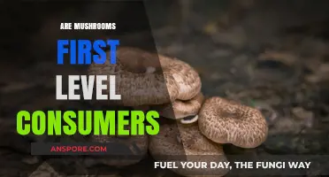 Mushrooms: Nature's First Level Consumers