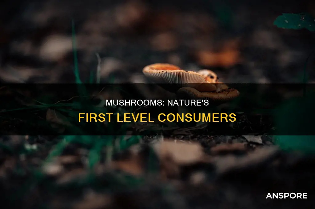 are mushrooms first level consumers