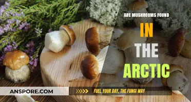 Arctic Mushrooms: Unveiling the Surprising Fungal Life in Polar Regions