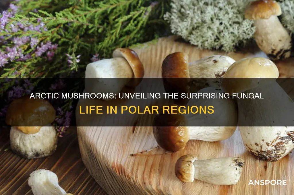 are mushrooms found in the arctic