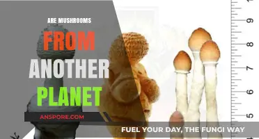 Mushrooms: Earthly or Alien?