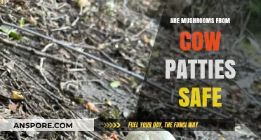 Cow Patty Mushrooms: Are They Safe to Eat or Toxic?