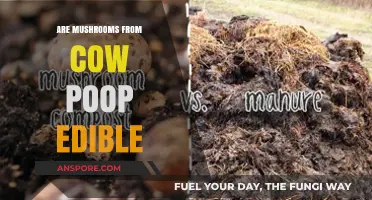 Can You Eat Mushrooms Grown in Cow Manure? Facts Revealed