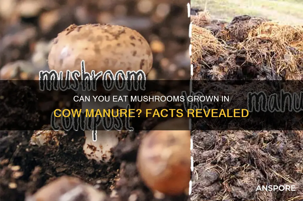 are mushrooms from cow poop edible