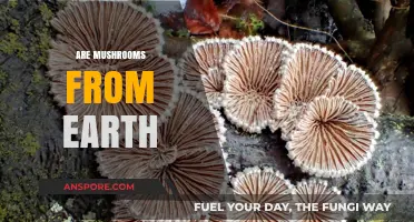 Mushrooms: Earth's Magical Fungi