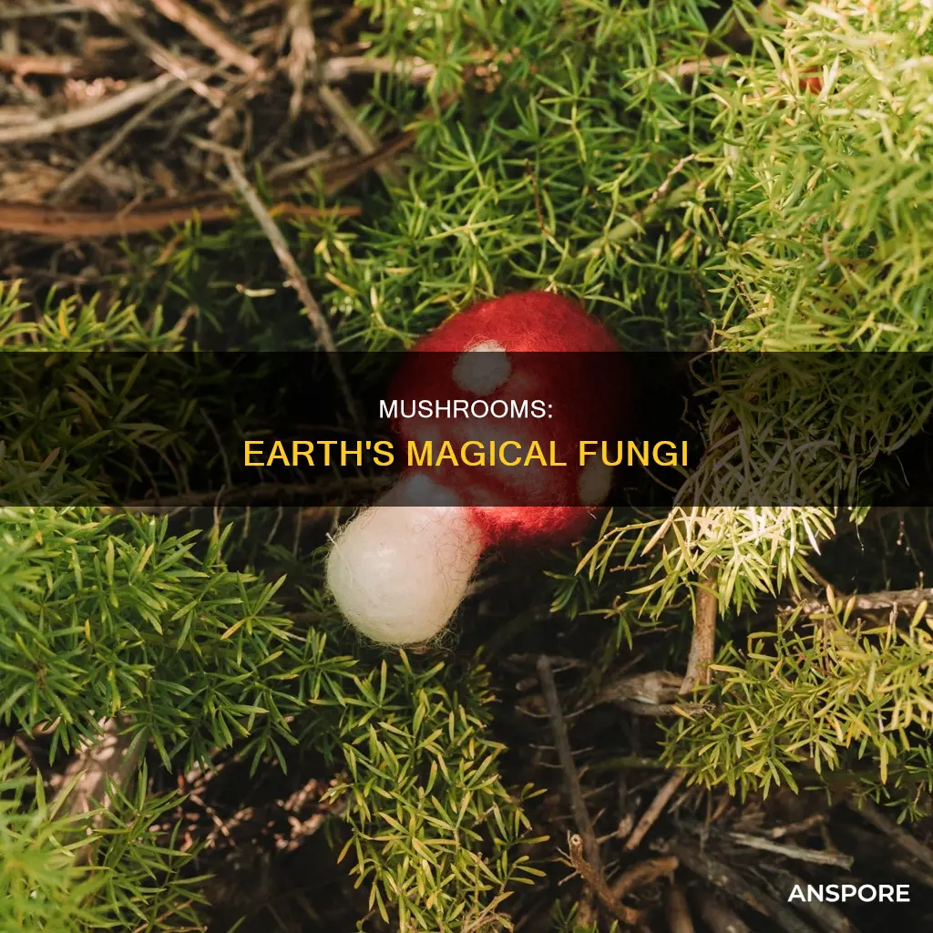 are mushrooms from earth