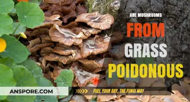 Mushroom Mystery: Are Grass-Grown Fungi Poisonous?