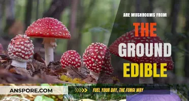 Can You Eat Ground Mushrooms? Identifying Safe vs. Toxic Varieties