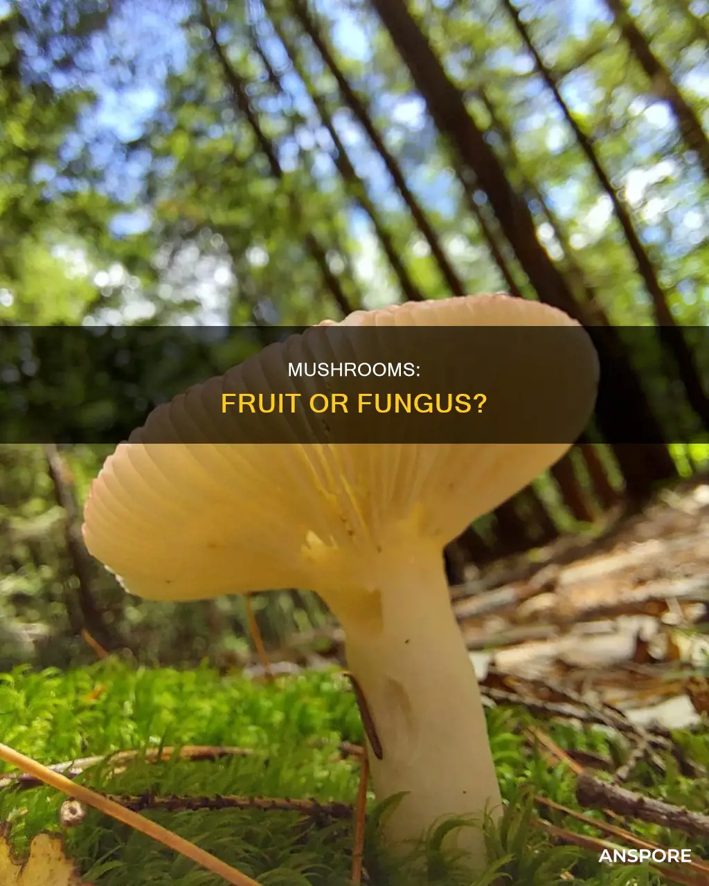 are mushrooms fruit or fungus