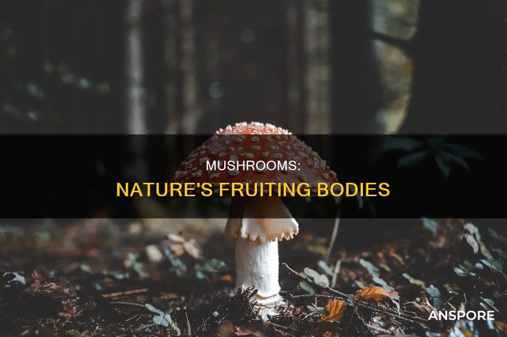 are mushrooms fruiting bodies