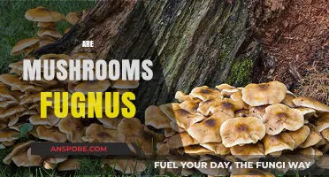 Mushrooms: Fungal Friends or Foes?