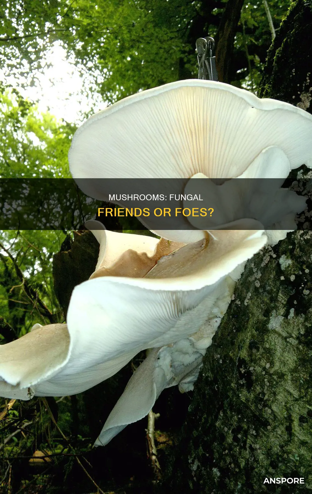 are mushrooms fugnus