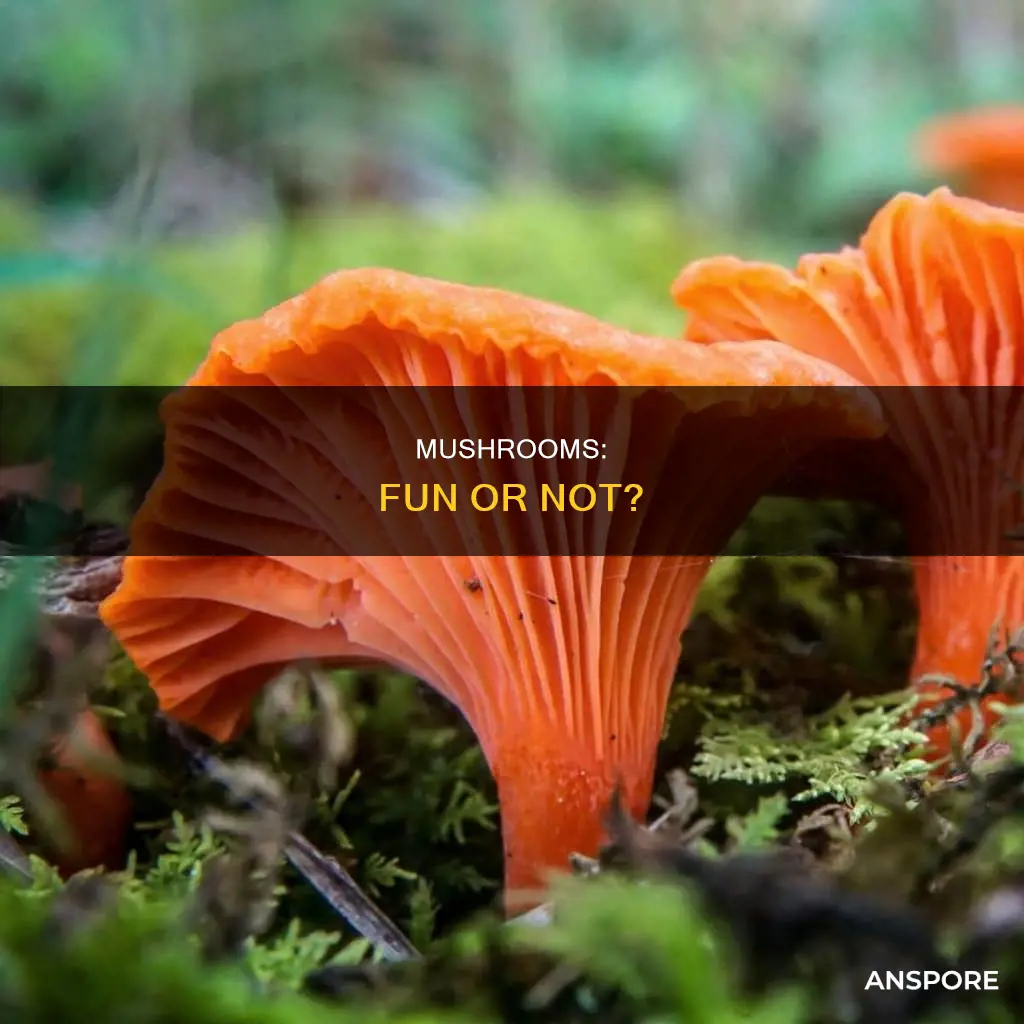 are mushrooms fun