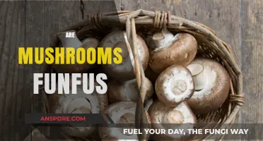 Mushrooms: Funfus or Fungi?