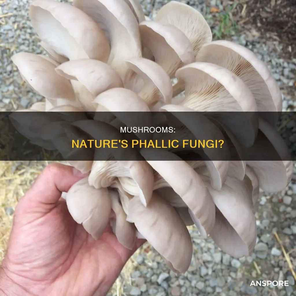 are mushrooms fungi penises