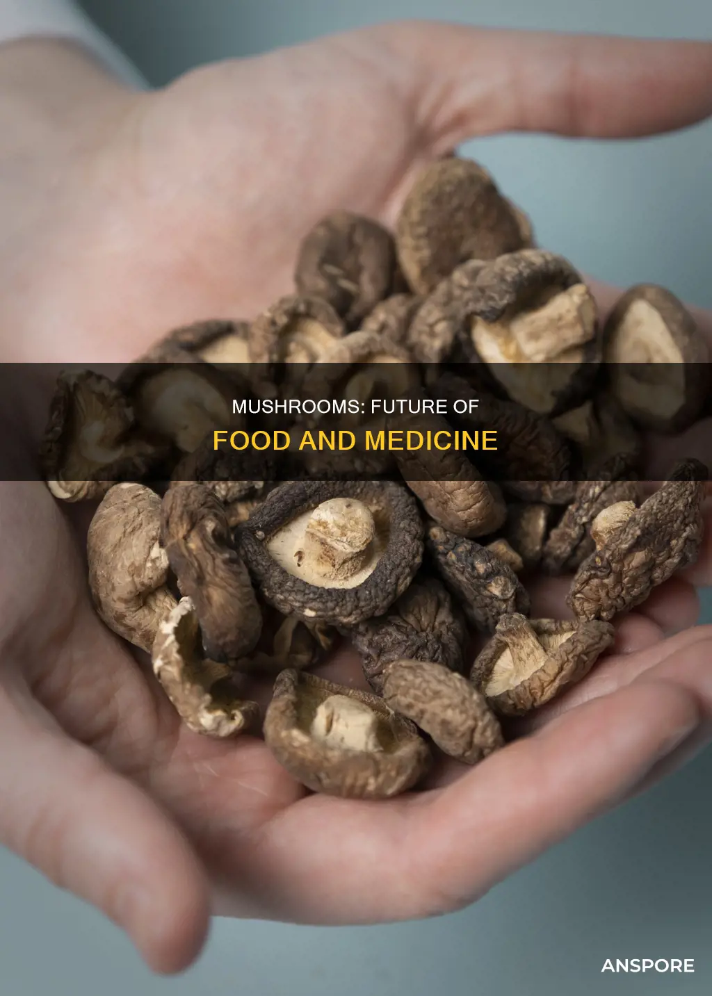 are mushrooms future