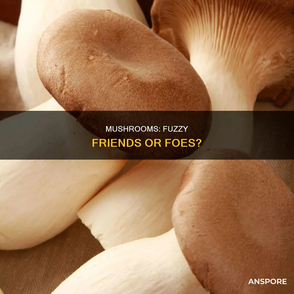 are mushrooms fuzzy