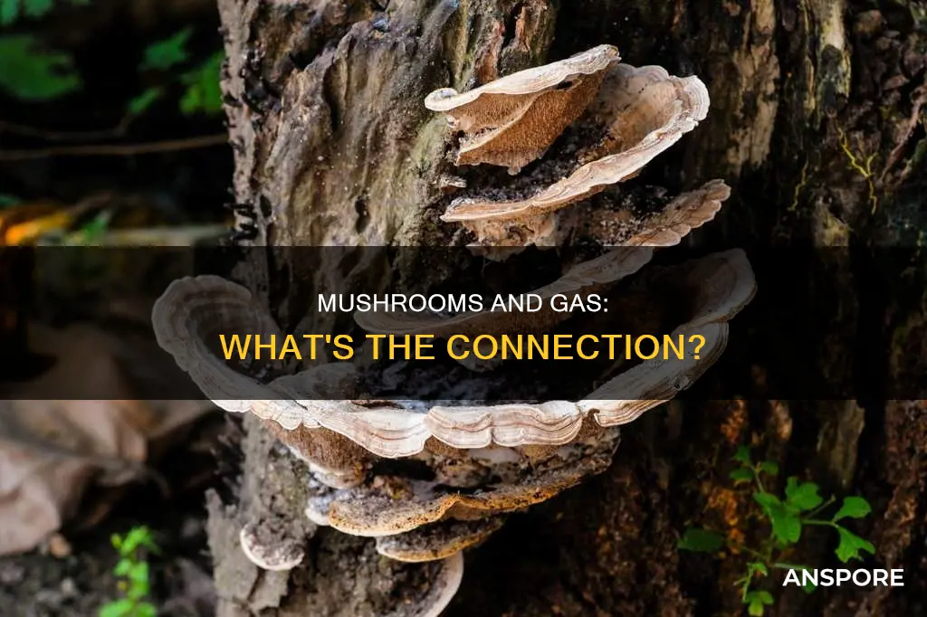 are mushrooms gas producing