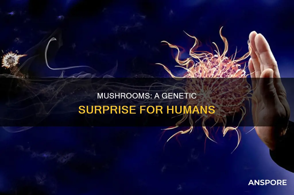 are mushrooms genetically similar to humans