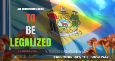 Mushroom Legalization: The Future of Psychedelic Decriminalization in America