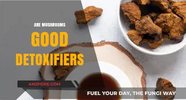 Mushrooms as Detoxifiers: Unlocking Their Natural Cleansing Potential