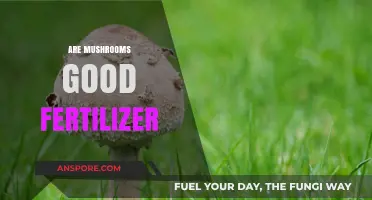 Mushrooms as Fertilizer: Benefits, Uses, and Eco-Friendly Gardening Tips