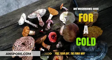 Mushrooms and Cold Relief: Natural Remedies to Boost Immunity