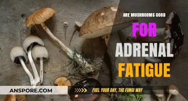Mushrooms and Adrenal Fatigue: Unlocking Natural Support for Recovery