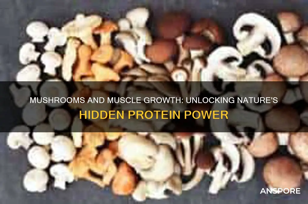 are mushrooms good for building muscle