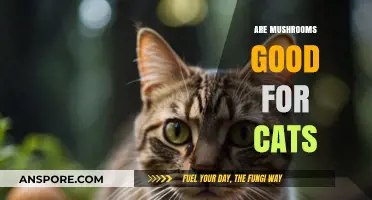 Can Cats Eat Mushrooms? Safety, Benefits, and Risks Explained