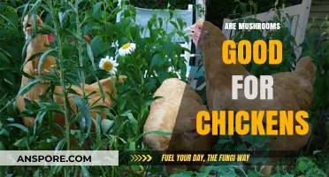 Mushrooms for Chickens: Benefits, Risks, and Safe Feeding Tips