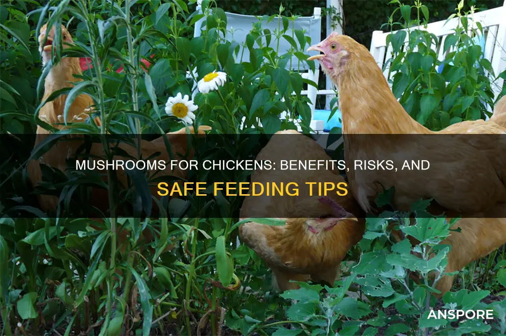 are mushrooms good for chickens