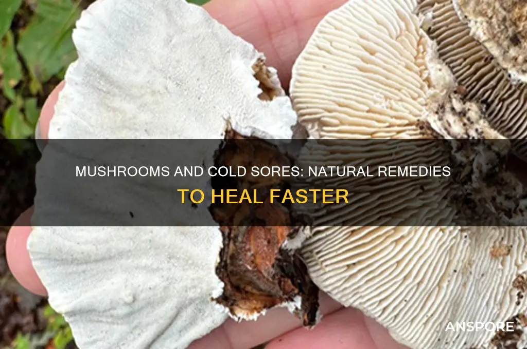 are mushrooms good for cold sores